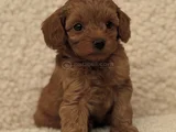 Kizil Malti̇poo Bebekleri̇mi̇z