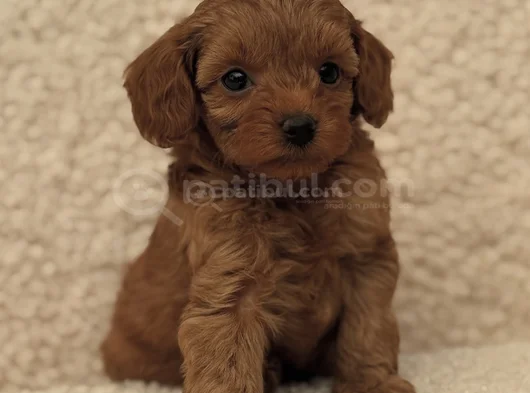 Kizil Malti̇poo Bebekleri̇mi̇z görsel
