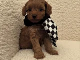 Kizil Malti̇poo Bebekleri̇mi̇z