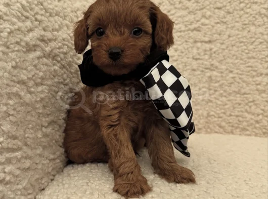 Kizil Malti̇poo Bebekleri̇mi̇z görsel