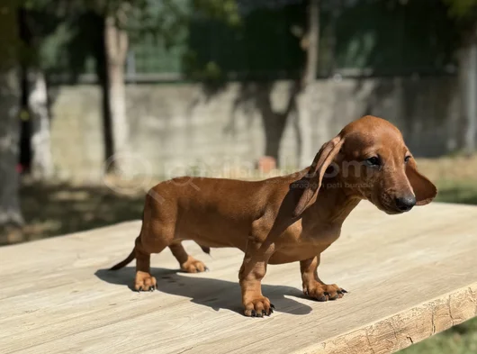 Mini Sosis Köpek Yavruları