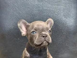 Egzoti̇k French Bulldog Irkinin Krali Blue Erkek