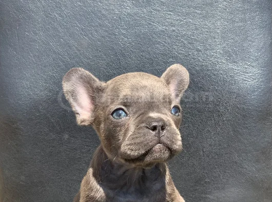 Egzoti̇k French Bulldog Irkinin Krali Blue Erkek görsel