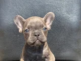 Egzoti̇k French Bulldog Irkinin Krali Blue Erkek