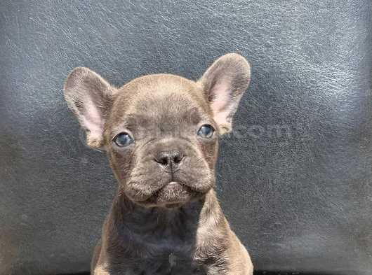 Egzoti̇k French Bulldog Irkinin Krali Blue Erkek görsel