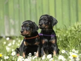 Kali̇teni̇n Zrvesi̇nden Ki̇ng Doberman