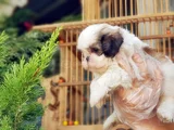 Shi̇h Tzu Yavrusu