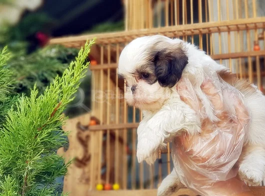 Shi̇h Tzu Yavrusu görsel