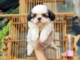 Shi̇h Tzu Yavrusu