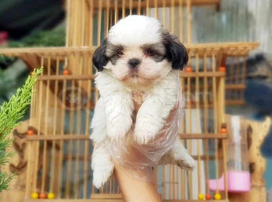 Shi̇h Tzu Yavrusu görsel