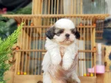 Shi̇h Tzu Yavrusu
