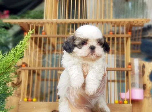 Shi̇h Tzu Yavrusu görsel