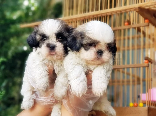 Shi̇h Tzu Yavrusu görsel