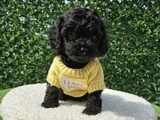 Siyah Inci En Özel Toy Poodle Yavrular