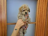 Orijinal Maltipoo Yavrular