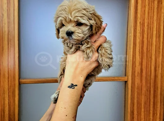 Orijinal Maltipoo Yavrular görsel