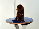 Orijinal Maltipoo Yavrular