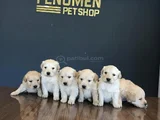 BABY FACE GOLDEN RETRIEWER YAVRULARI SAFKAN BELGELİ ANKARA
