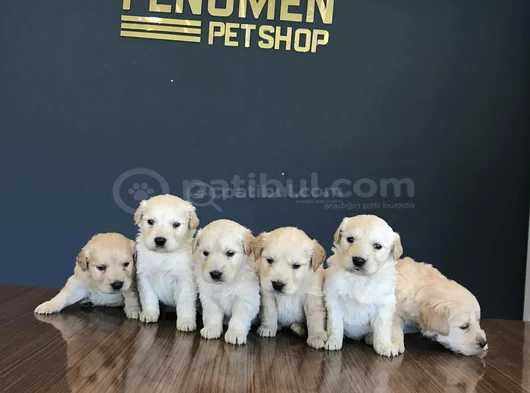 Baby Face Golden Retriewer Yavrulari Safkan Belgeli̇ Ankara