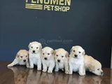 Baby Face Golden Retriewer Yavrulari Safkan Belgeli̇ Ankara