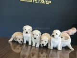 Baby Face Golden Retriewer Yavrulari Safkan Belgeli̇ Ankara