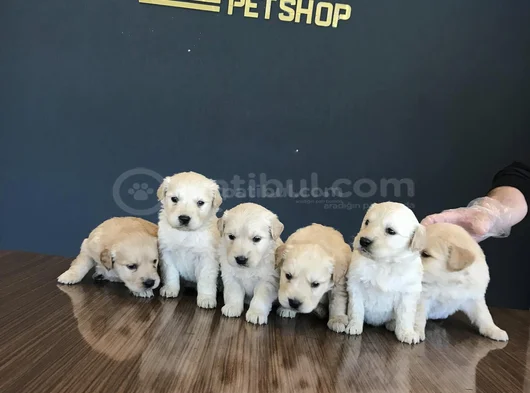 Baby Face Golden Retriewer Yavrulari Safkan Belgeli̇ Ankara görsel