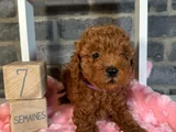 Deni̇zli̇ Merkez Tesli̇me Hazir Poodle Bebekler