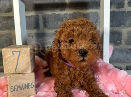 Deni̇zli̇ Merkez Tesli̇me Hazir Poodle Bebekler görsel