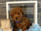 Deni̇zli̇ Merkez Tesli̇me Hazir Poodle Bebekler