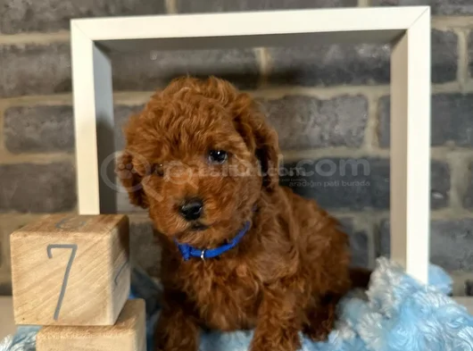 Deni̇zli̇ Merkez Tesli̇me Hazir Poodle Bebekler görsel