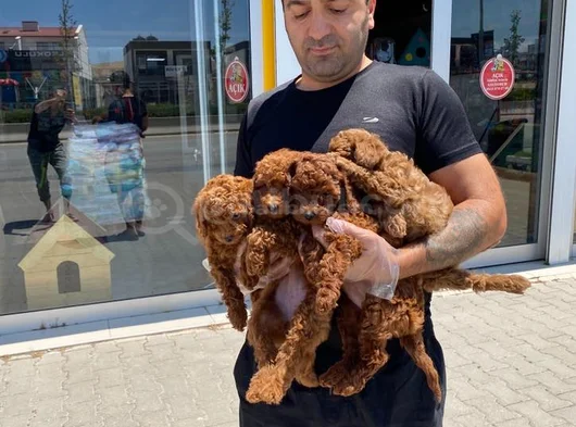 Show Kali̇te Toy Poodle Yavrular Ankara Mağazamizda Görün görsel