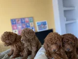 Show Kali̇te Toy Poodle Yavrular Ankara Mağazamizda Görün