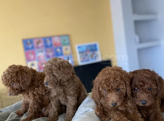 Show Kali̇te Toy Poodle Yavrular Ankara Mağazamizda Görün görsel