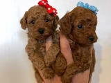 Deni̇zli̇ Merkez Tesli̇me Hazir Poodle Bebekler