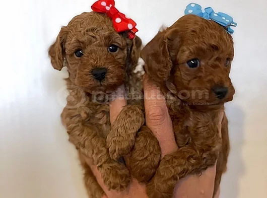Deni̇zli̇ Merkez Tesli̇me Hazir Poodle Bebekler görsel