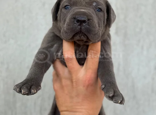 Üst Kalite Dev Blue Cane Corso