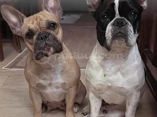 3 Aylık Kaliteli French Bulldog Yavrularımız görsel