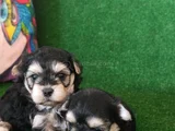 Morkie Yavrularımız