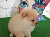 Pomeranian Yavrularımız