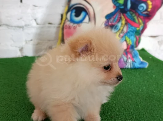 Pomeranian Yavrularımız görsel