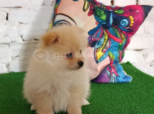 Pomeranian Yavrularımız görsel