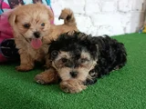 Morkie Yavrularımız