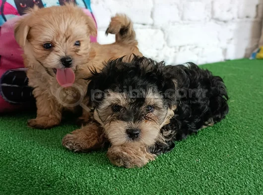 Morkie Yavrularımız görsel