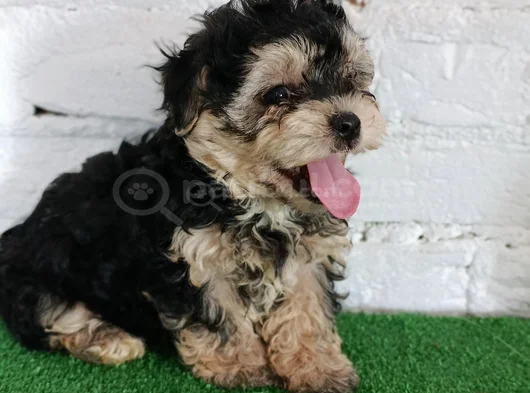 Morkie Yavrularımız