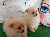 Pomeranian Yavrularımız