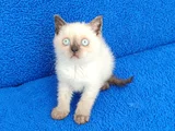 Yeni̇ Yuvasina Gi̇tmeye Hazir  Bri̇ti̇sh Ponçi̇k