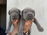Üst Kalite Dev Blue Cane Corso