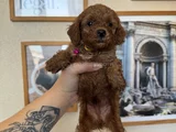 Kore Kan Toy Poodle Yavrular