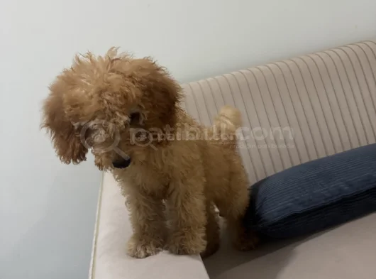 Ücretsiz Toy Poodle  5 Aylık Erkek Adana görsel