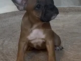 3 Aylık Kaliteli French Bulldog Yavrularımız